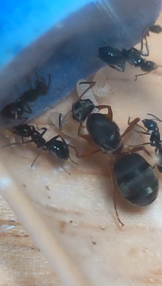 沙林蚁与高加索黑蚁