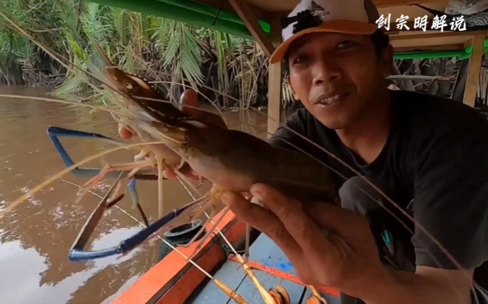原始捕虾方式,沼泽蓝虾大捕猎!