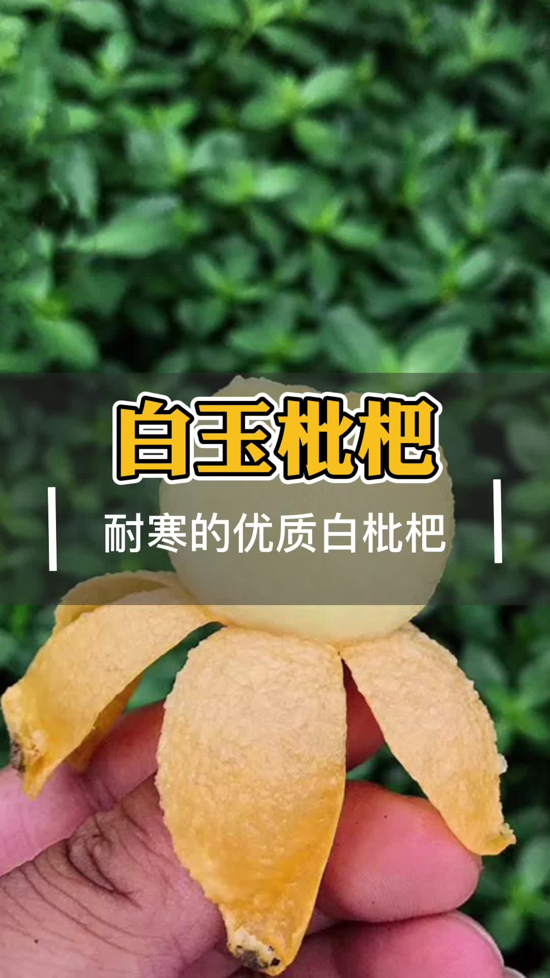 枇杷树苗什么品种比较好白玉枇杷表现如何哔哩哔哩bilibili