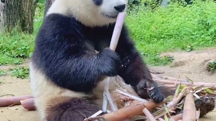 [图]大熊猫panda你真可爱，吃喝太香了，爱你