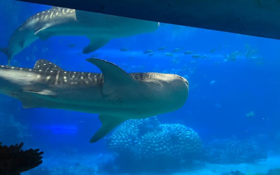 珠海长隆海洋王国:鲸鲨馆,大型水族馆里面,被水星球和大型鲸鲨包围着