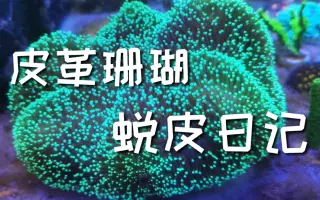 皮革珊瑚 搜索结果 哔哩哔哩 Bilibili