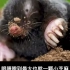 鼹鼠，是一只爱打洞的小动物。