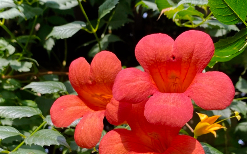 美丽陷阱:红色四瓣心形花的故事