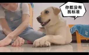 Tải video: 这狗狗模仿力特别强，居然能和主人神同步，它的技能都是模仿主人学会的