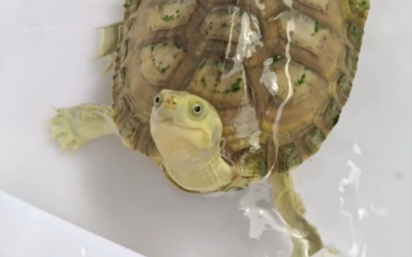 黄喉拟水龟天生自带微笑脸,这种宠物龟和人的互动特别好