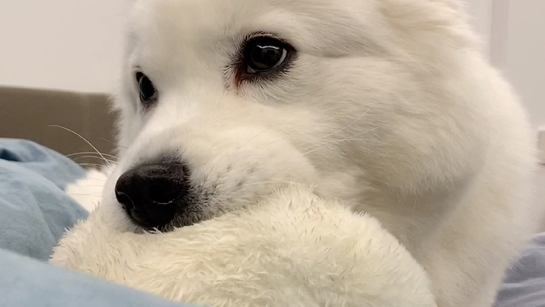 狗也是侧脸45度最美吧