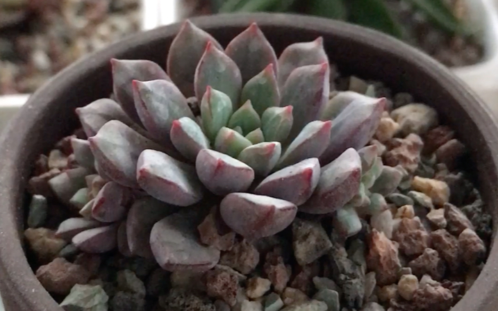 多肉植物 蓝宝石echeveria subcorymbosa, lau 030 原产于墨西哥 发表
