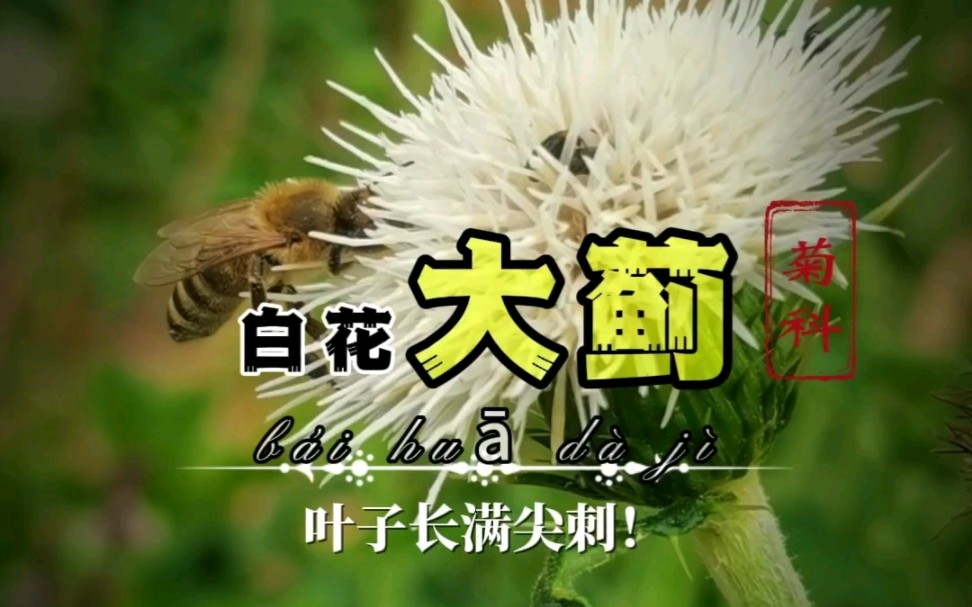 中草药【白花大蓟】生人勿近!哔哩哔哩bilibili