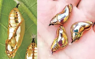 虫蛹 搜索结果 哔哩哔哩 Bilibili