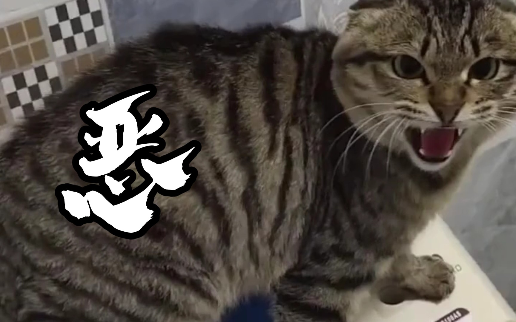 恶猫来袭,人类给我滚出我的房子!