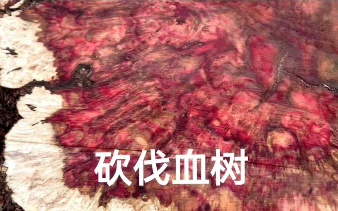 砍伐一棵200年的野生血树,当地人叫这棵树为血树,特别的珍贵哔哩哔哩bilibili