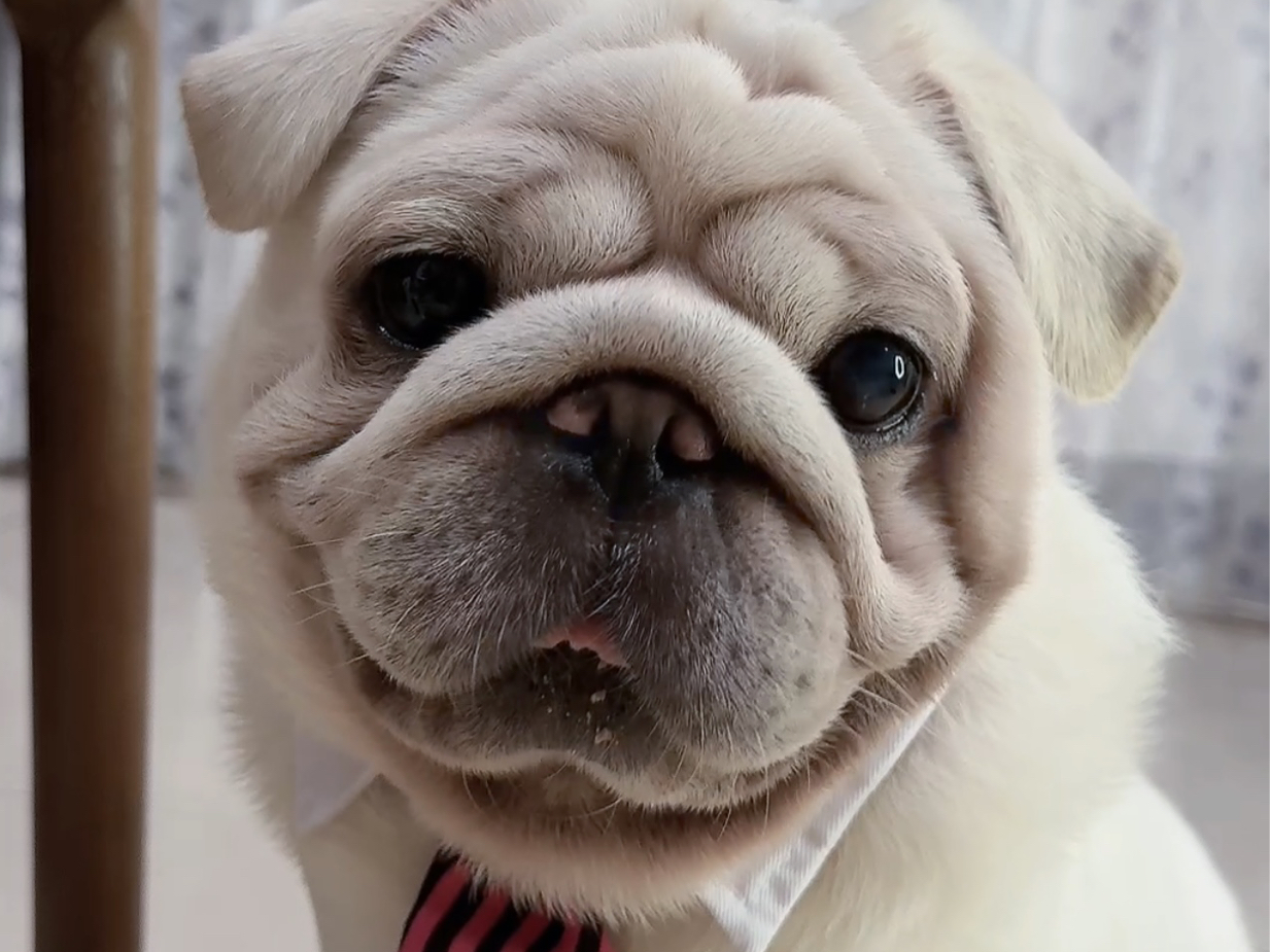 凌晨两点在家据木头02#巴哥 #呼噜大王 #巴哥犬 #奇葩睡姿 #狗狗