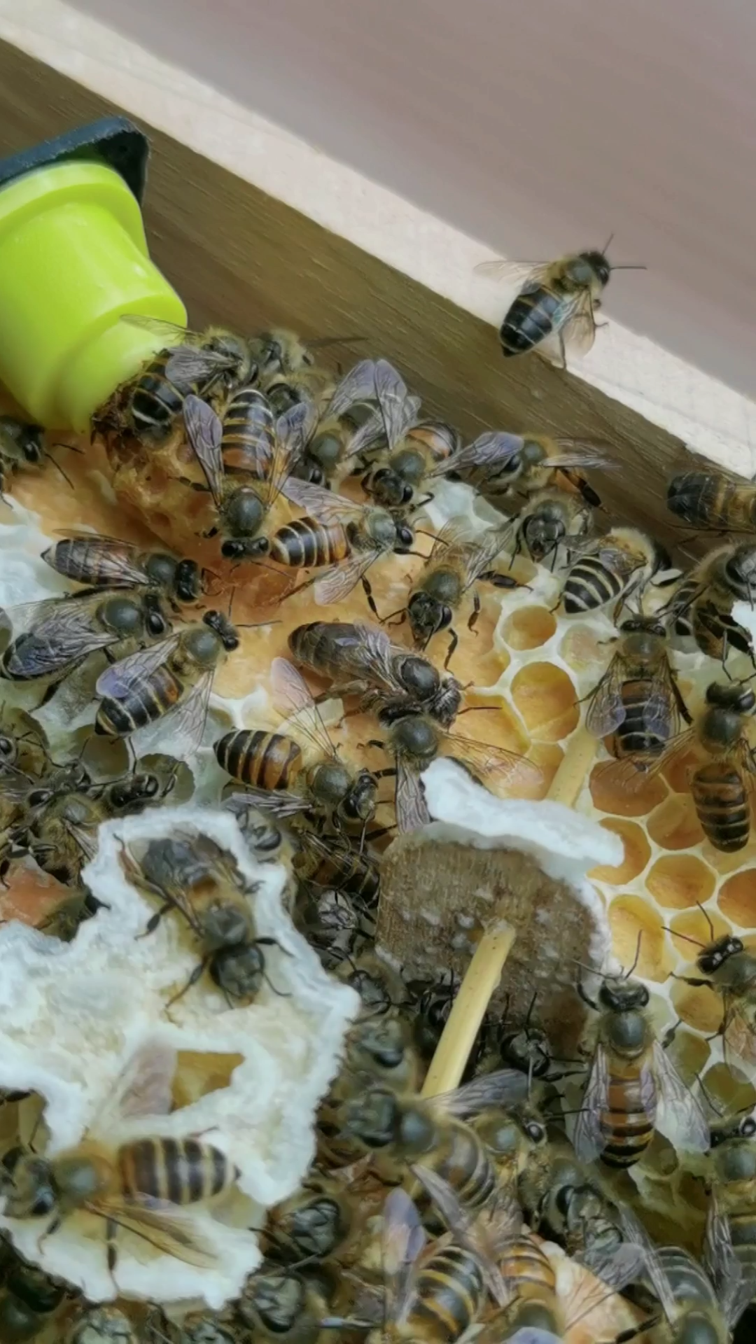 蜂王出台,你可能一辈子都没见过