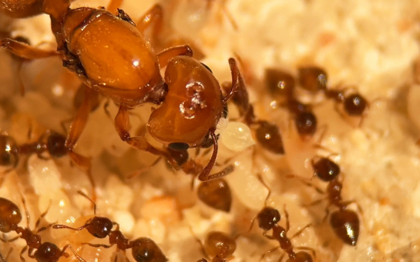 【栗色举腹蚁】鸡尾酒蚁-易输家ants-易输家ants-哔哩哔哩视频