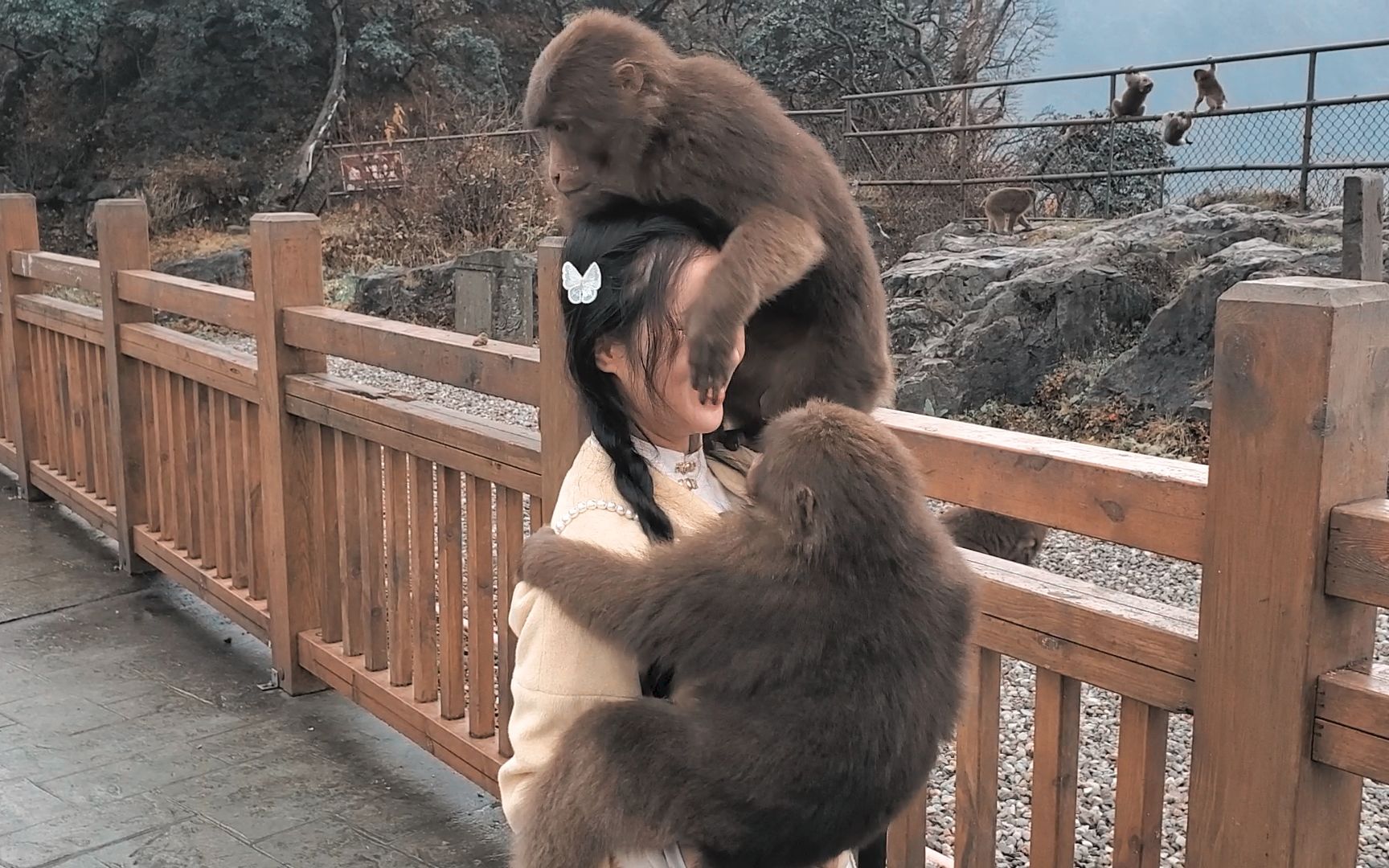 [图]规定只说游客不能逗猴，又没说猴不能逗游客，场面一度失控