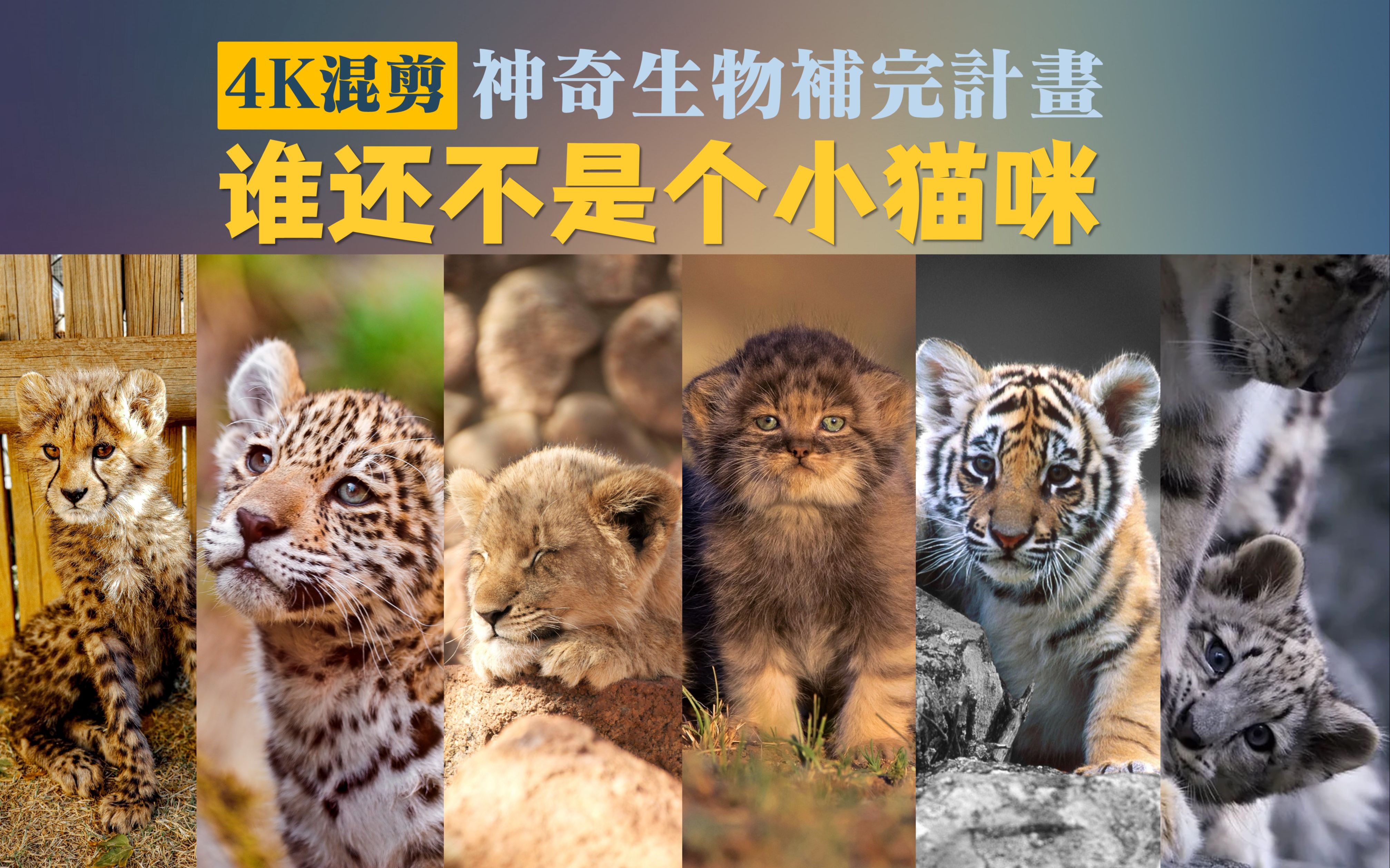 [图]【猫科动物幼崽｜混剪】谁还不是个小猫咪—神奇生物补完计划