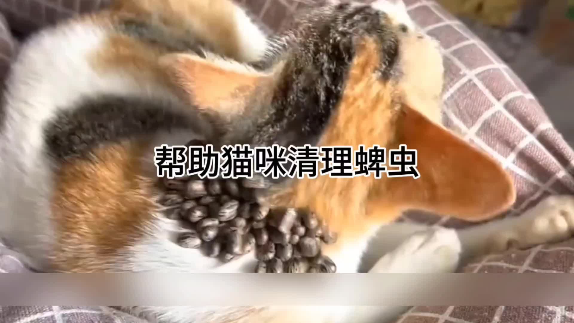 帮助猫咪清理蜱虫