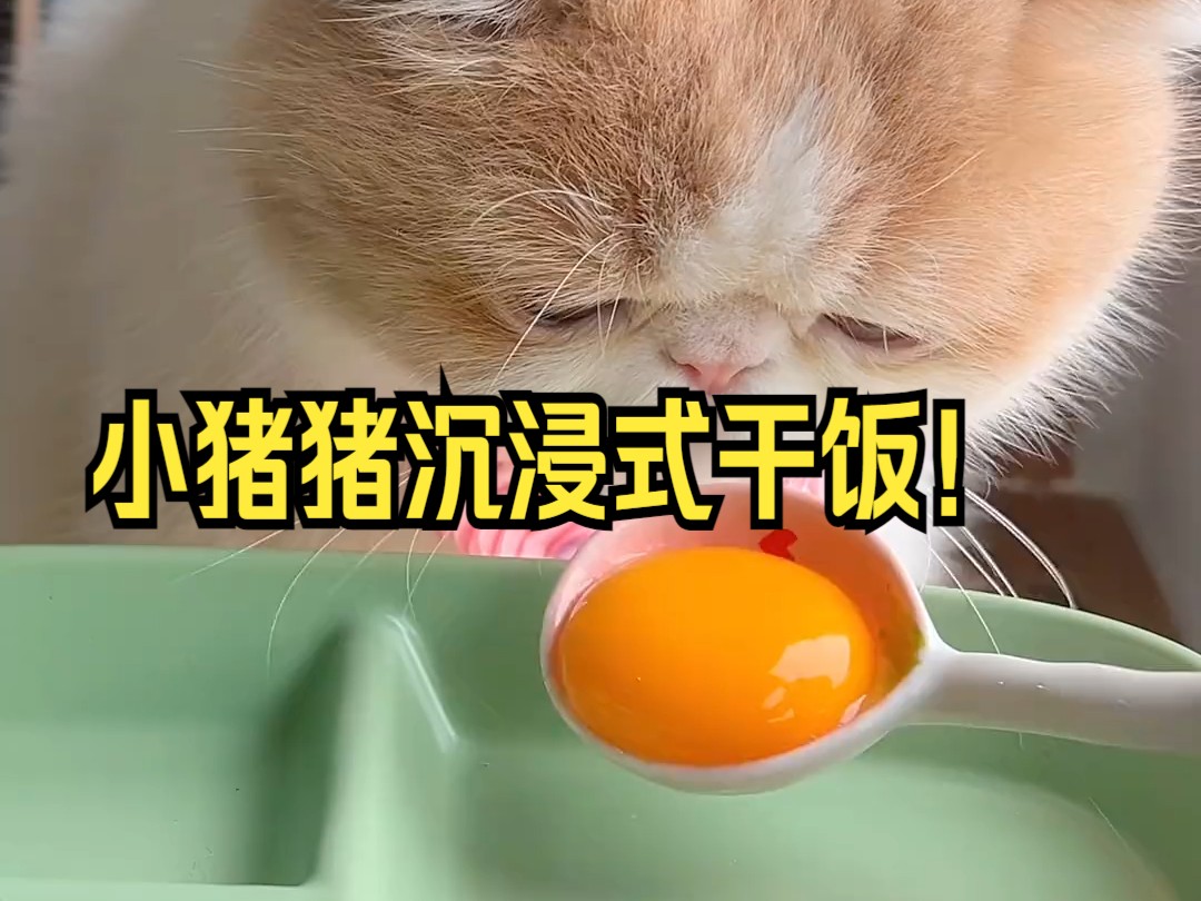 小猪猪沉浸式干饭!快来围观!