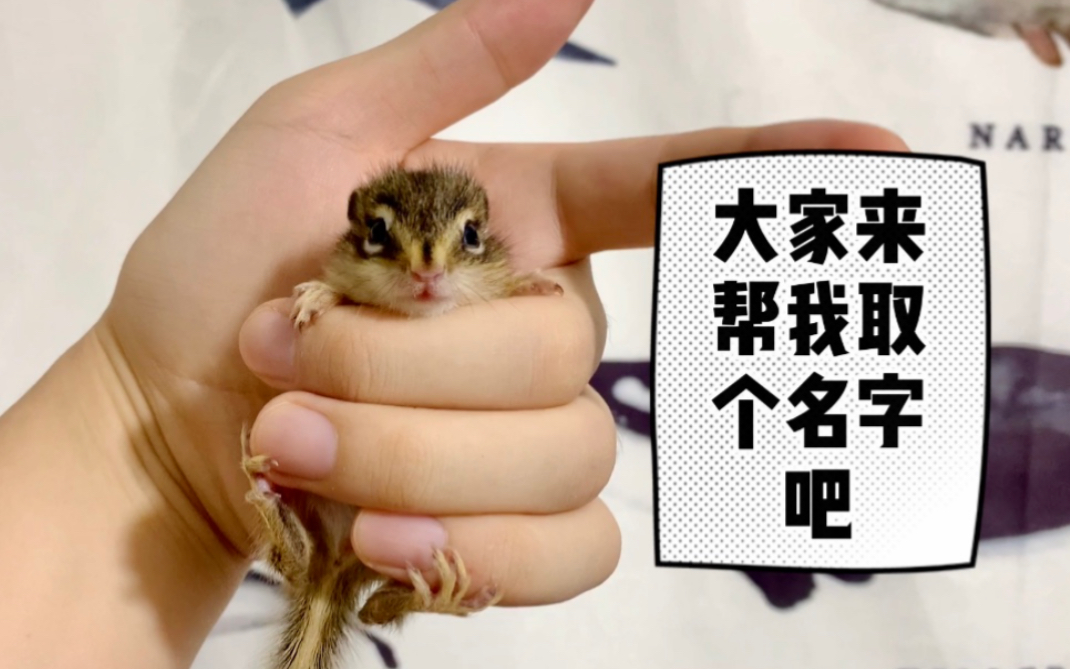 活动作品花栗鼠宝宝口袋宠物太可爱了