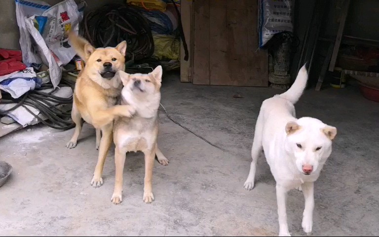 【中华田园犬】为了出去浪,三只狗子撒娇卖萌,讨好