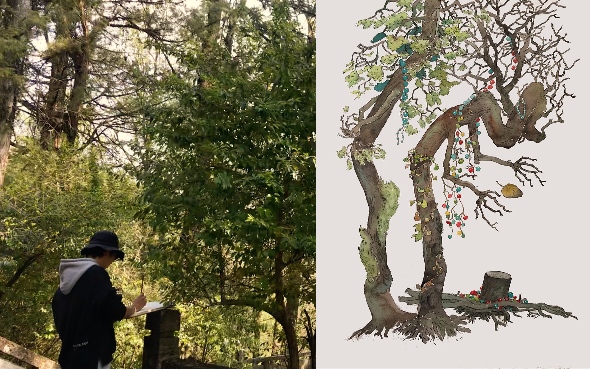 去大理无为寺写生千年唐杉,回忆起在无为寺的时光