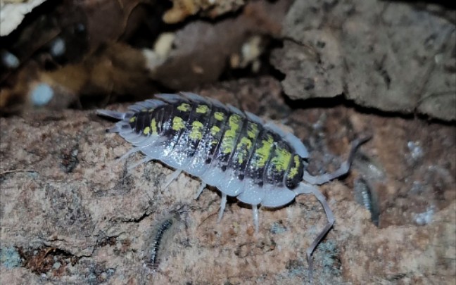 porcelliohaasisg西班牙超级巨人哈西鼠妇简单介绍
