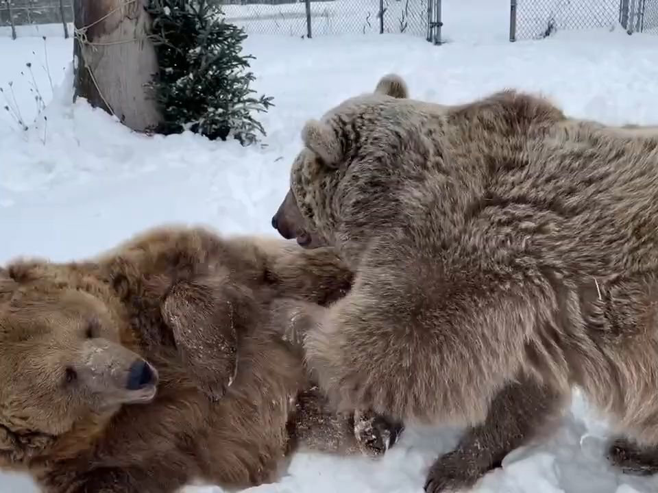 【熊】姐妹花连打架都这么蓬松动人可爱