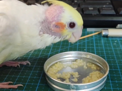 《小鸡吃米图》