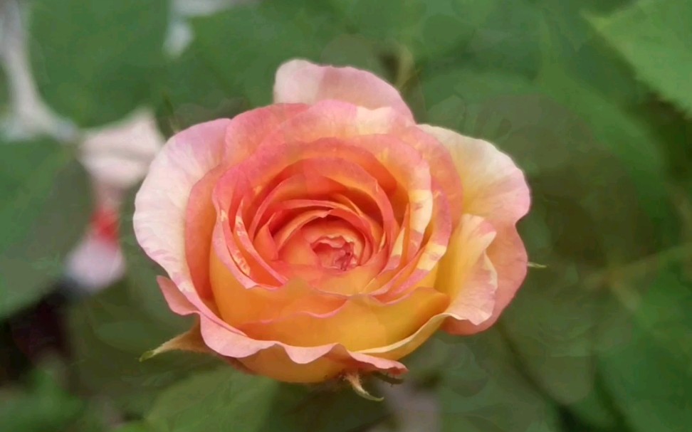 马克61夏加尔月季开花第一天