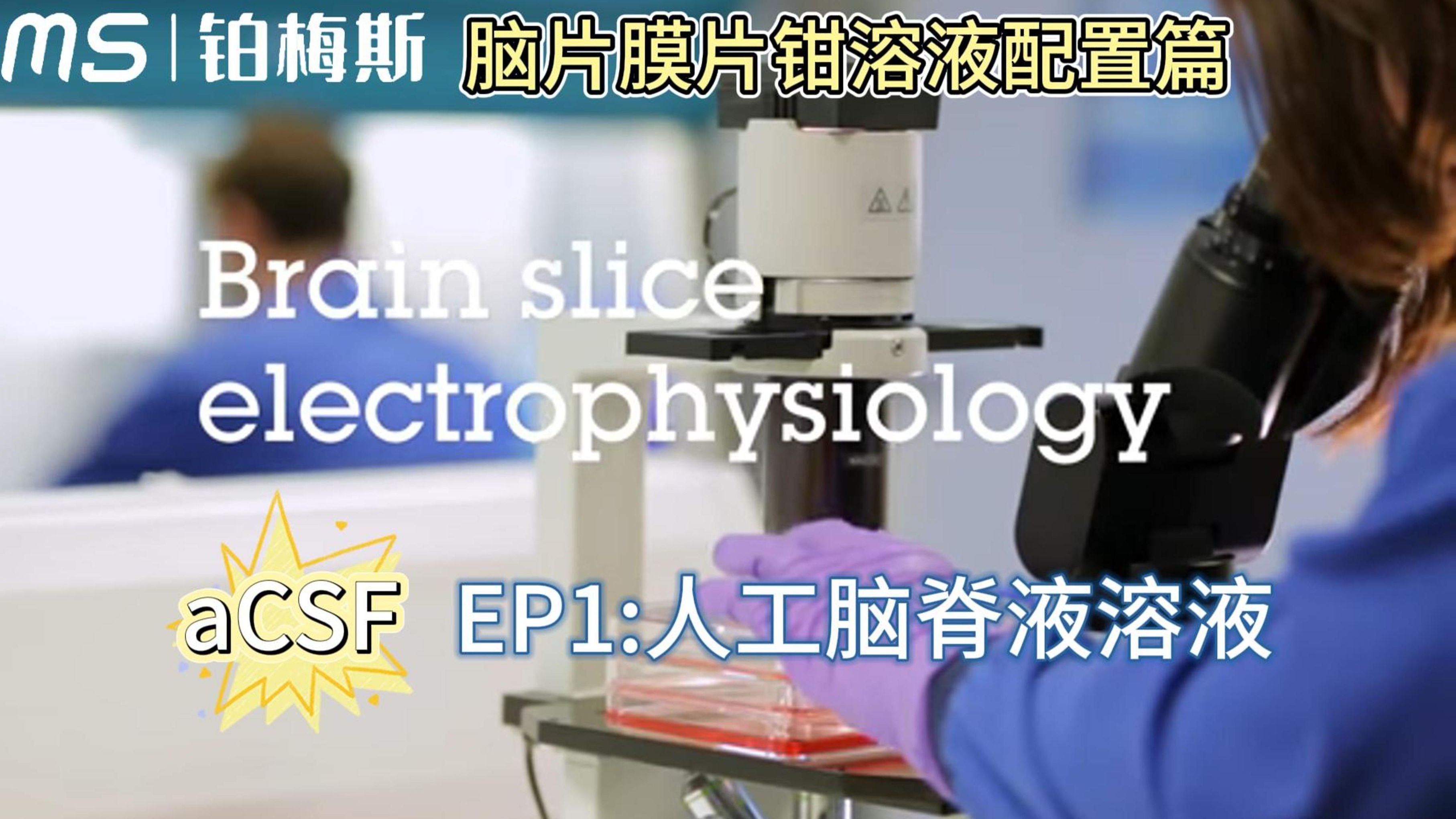 Artificial Cerebrospinal Fluid Preparation for Brain Slice Patch Clamp