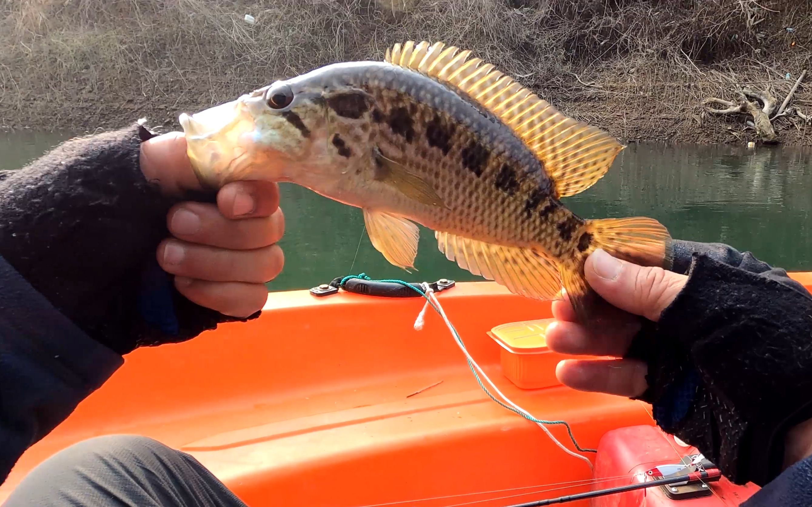 【老野路亚】--冬季剥隘河路亚淡斑