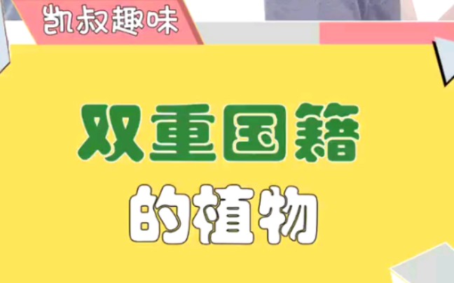 在中国叫荷兰豆,在荷兰叫中国豆?这个豆可真有意思哔哩哔哩bilibili