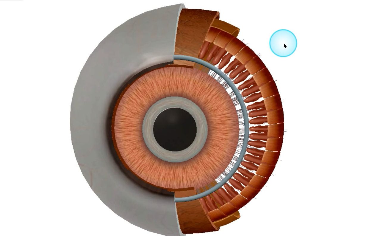 [图]直观感受眼球的结构/虹膜/晶状体/角膜/括约肌/开大肌
