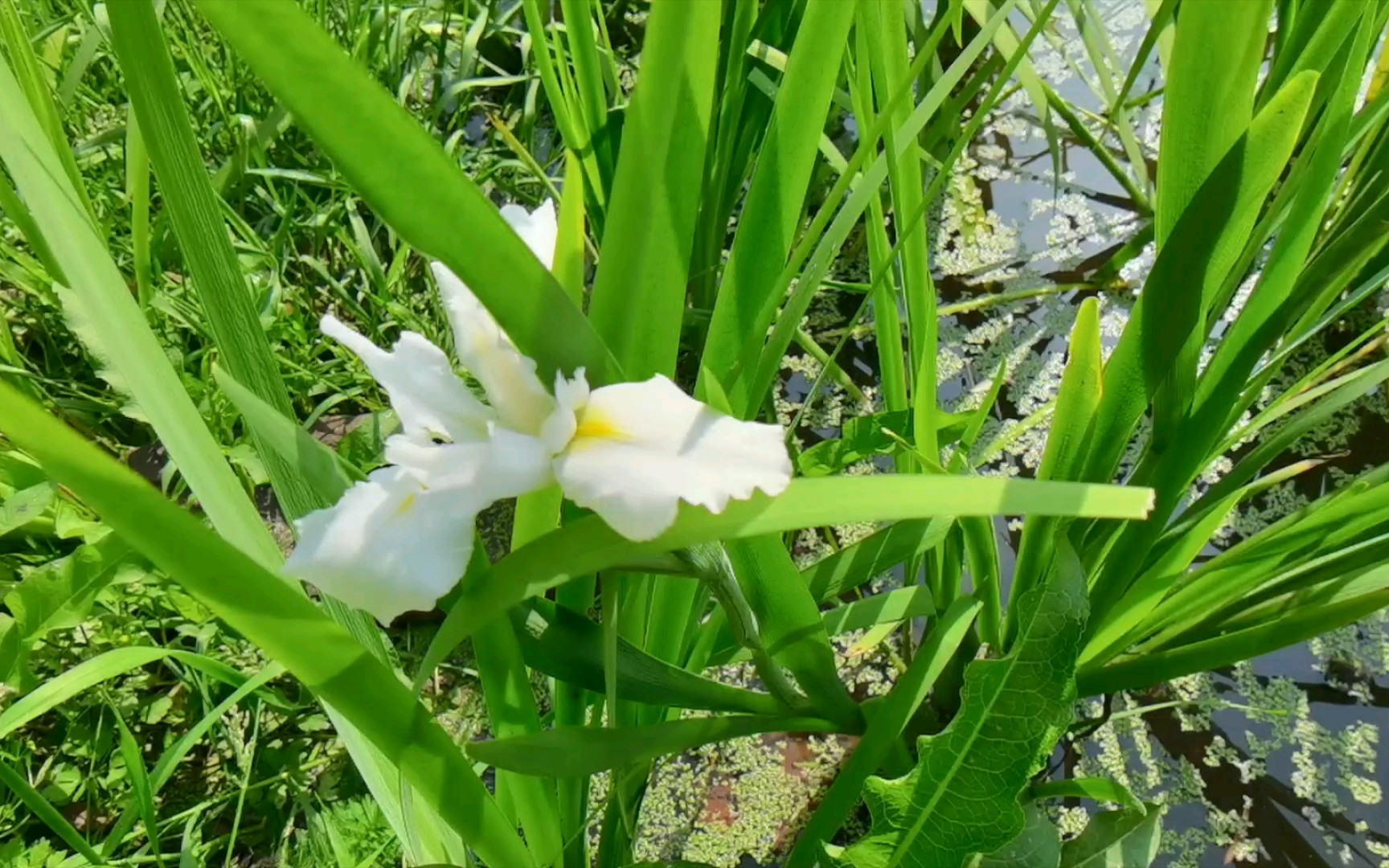 一阵微风吹过,水面泛起层层波纹,在阳光下闪着银光哔哩哔哩bilibili