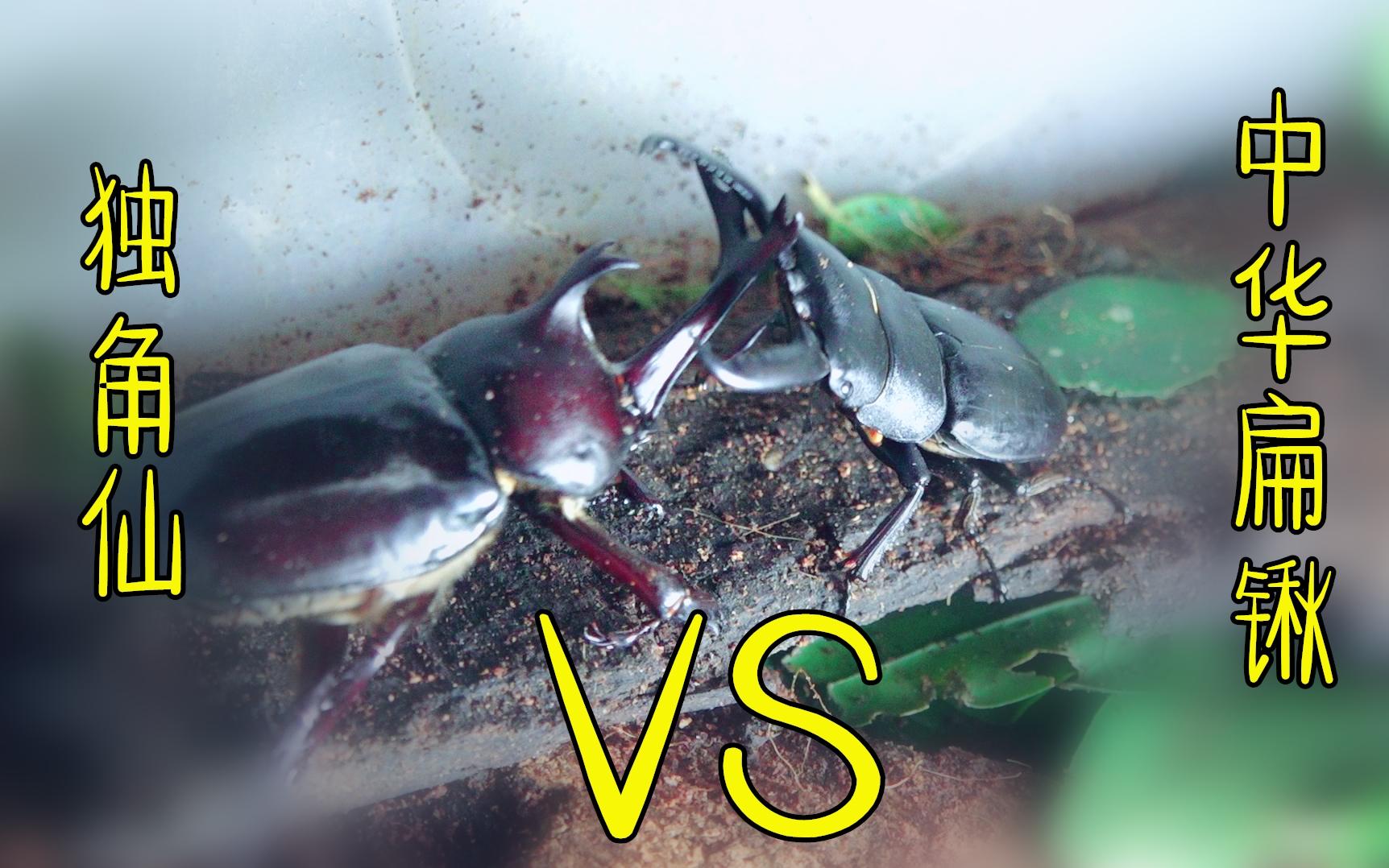 【甲虫对决】中国战斗力最强两种甲虫打一架是什么样
