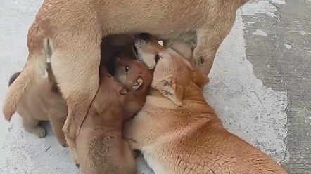 大狗赖着狗妈妈抢奶吃