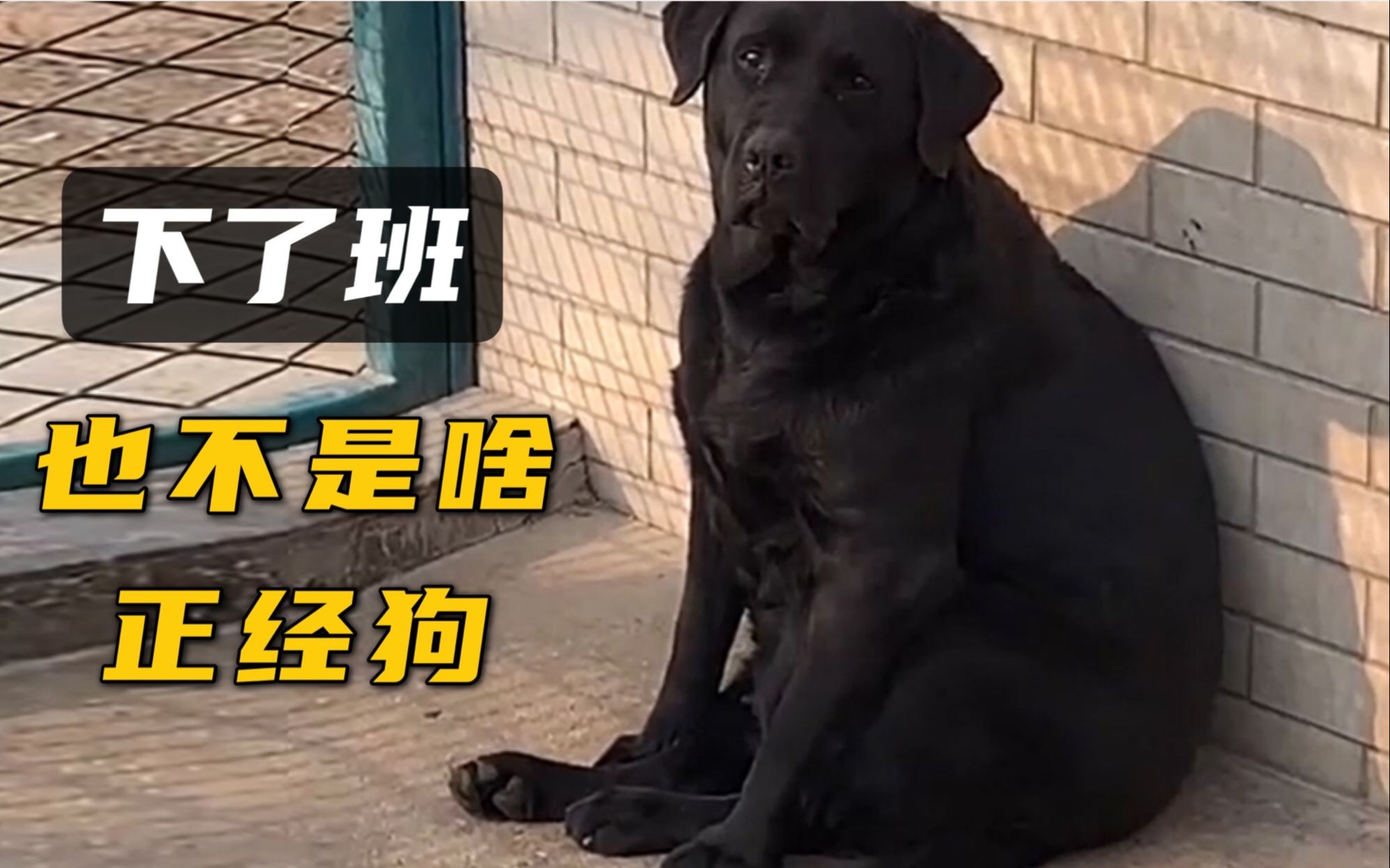 警犬:上班时很帅,下了班也不是啥正经狗哔哩哔哩bilibili