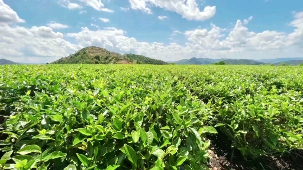 福鼎白茶管阳产区茶园~领略夏日茶园风貌,喝的好白茶,尽在此基地,看的
