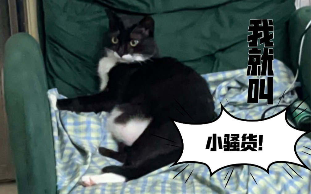 猫如其名 — —【小骚货】哔哩哔哩bilibili