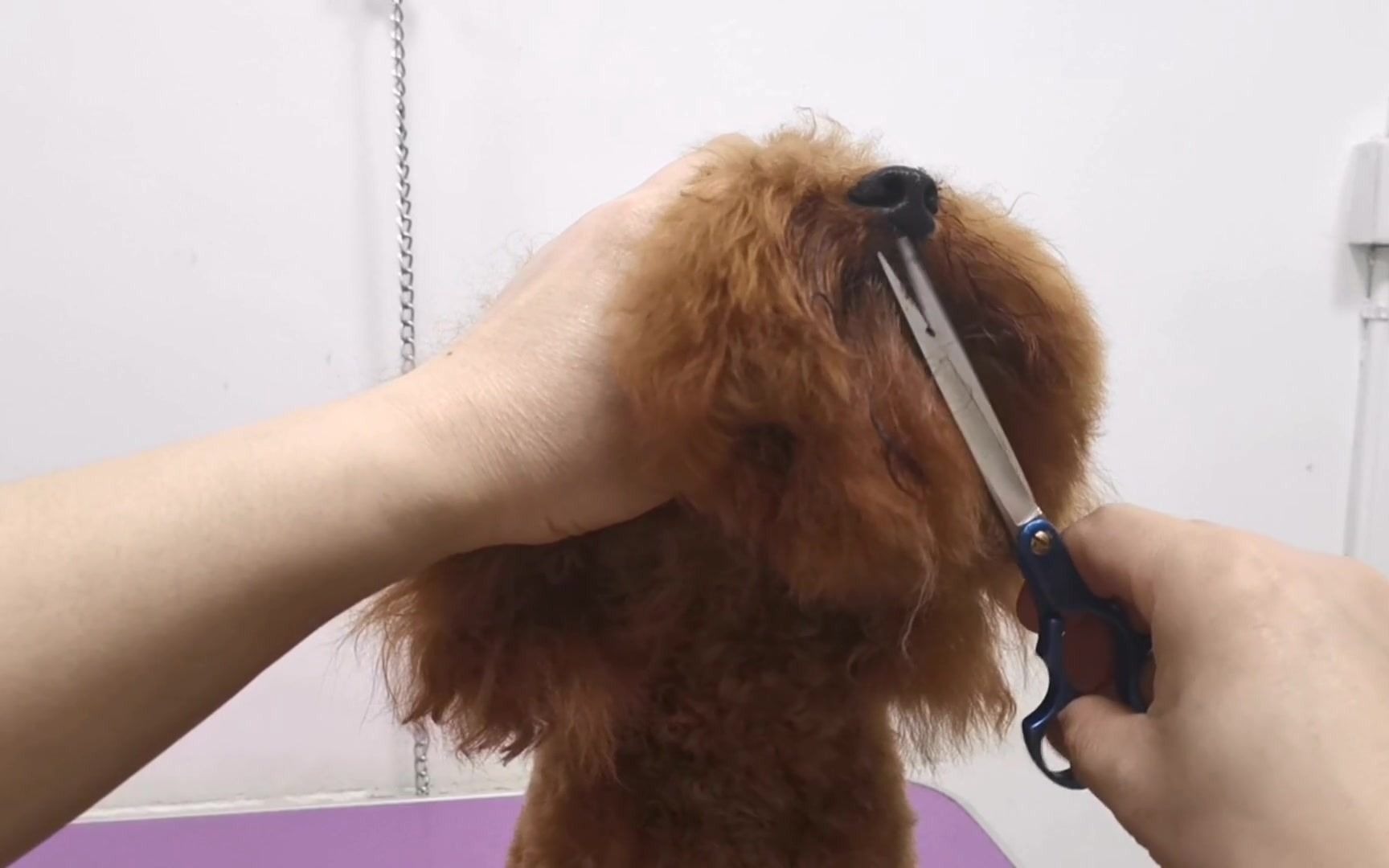 【宠物店】宠物美容师教你如何修剪泰迪头,简单易学,剪完还以为换了