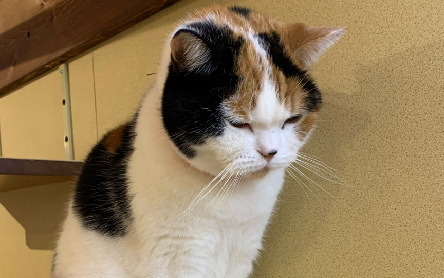 去东瀛的猫咖撸猫啦,愁眉苦脸的猫猫超可爱的