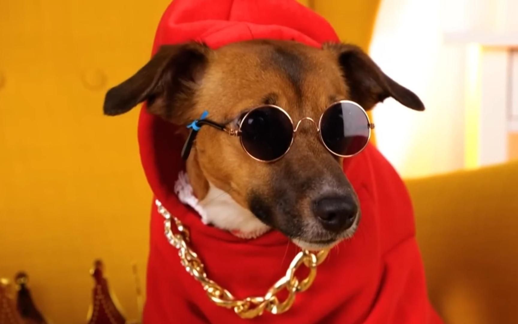 富豪和流浪狗有趣的土豪生活,这狗比人都幸福