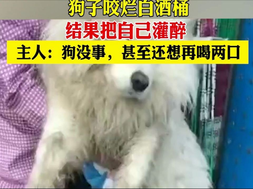 狗子咬烂白酒桶,结果把自己灌醉 网友:这眼神,还能喝二两!