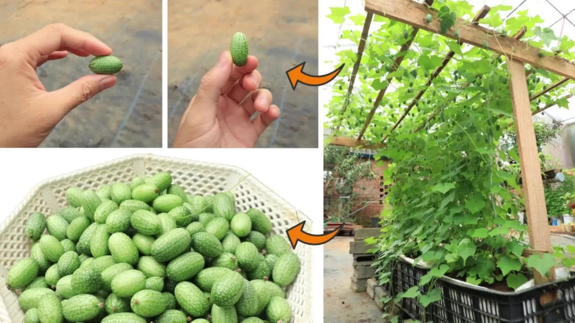 塑料筐种植甜甜的拇指西瓜,这算不算西瓜种植天花板