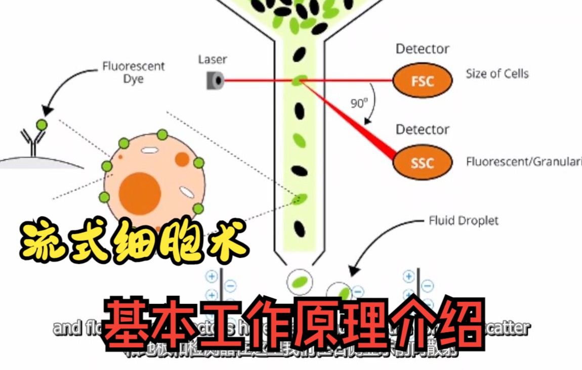 流式细胞术基本工作原理介绍—(中英双字幕)哔哩哔哩bilibili