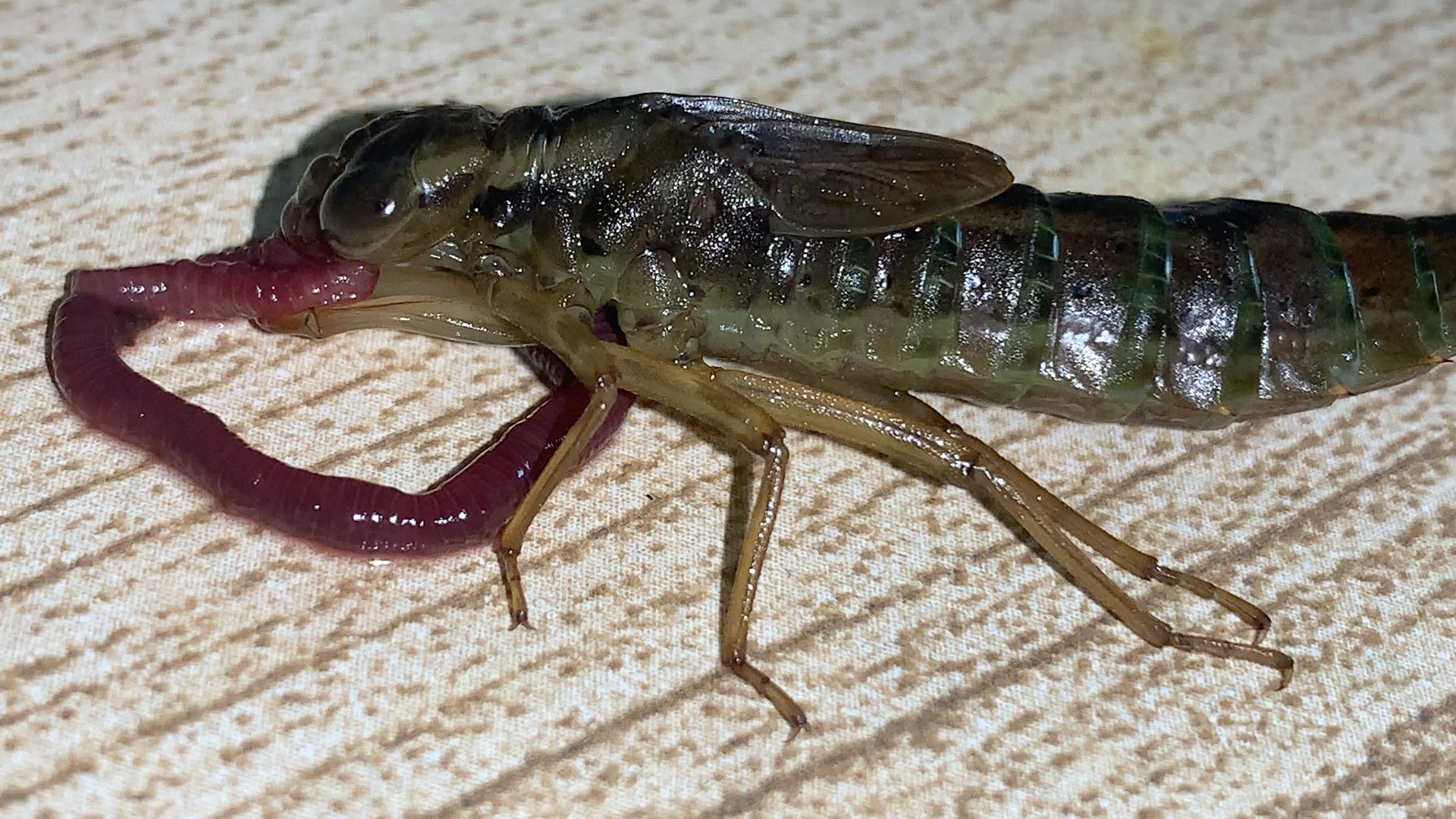 把蜻蜓稚虫拿出来喂