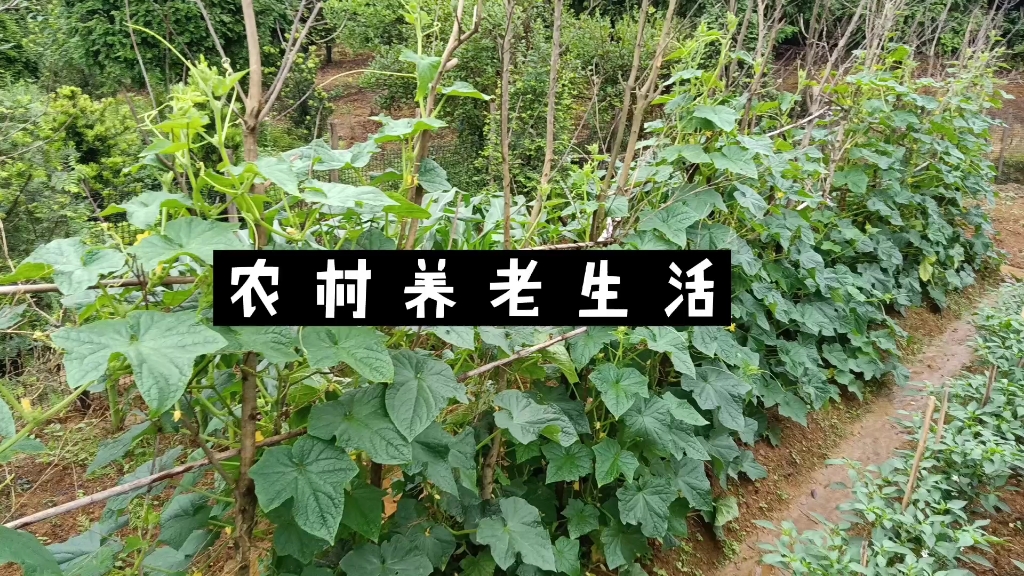 [图]有栋大房子，有个大院子，有片菜园子，还种几棵果树，养只狗狗，一群鸡。离城市又近，这应该是我们都想拥有的养老生活吧。