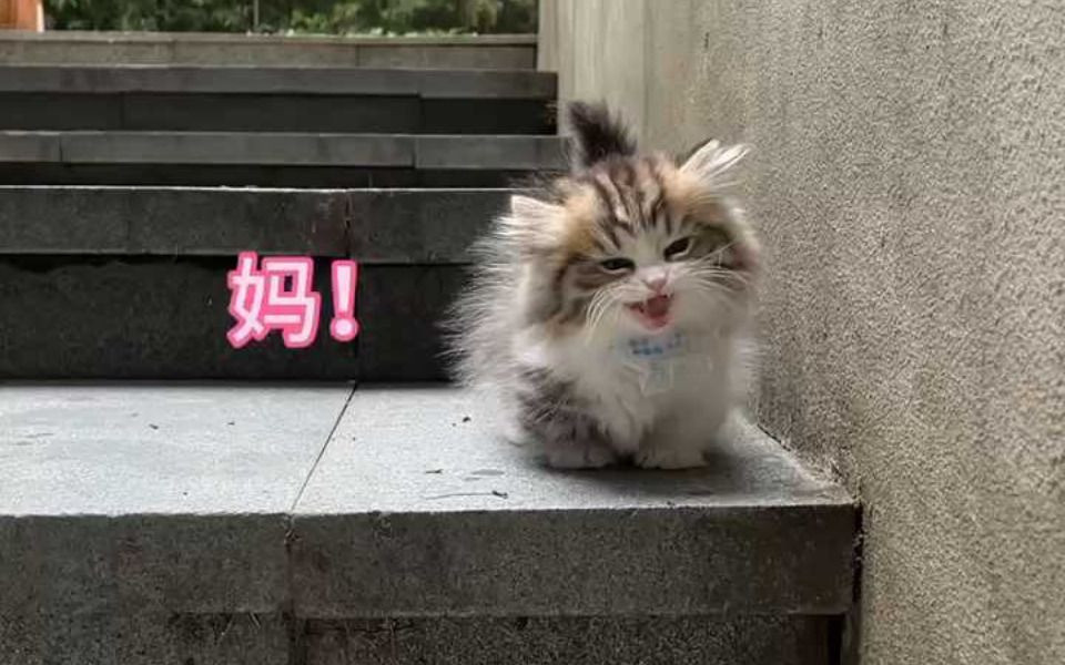 矮脚猫怎么下楼梯哔哩哔哩bilibili