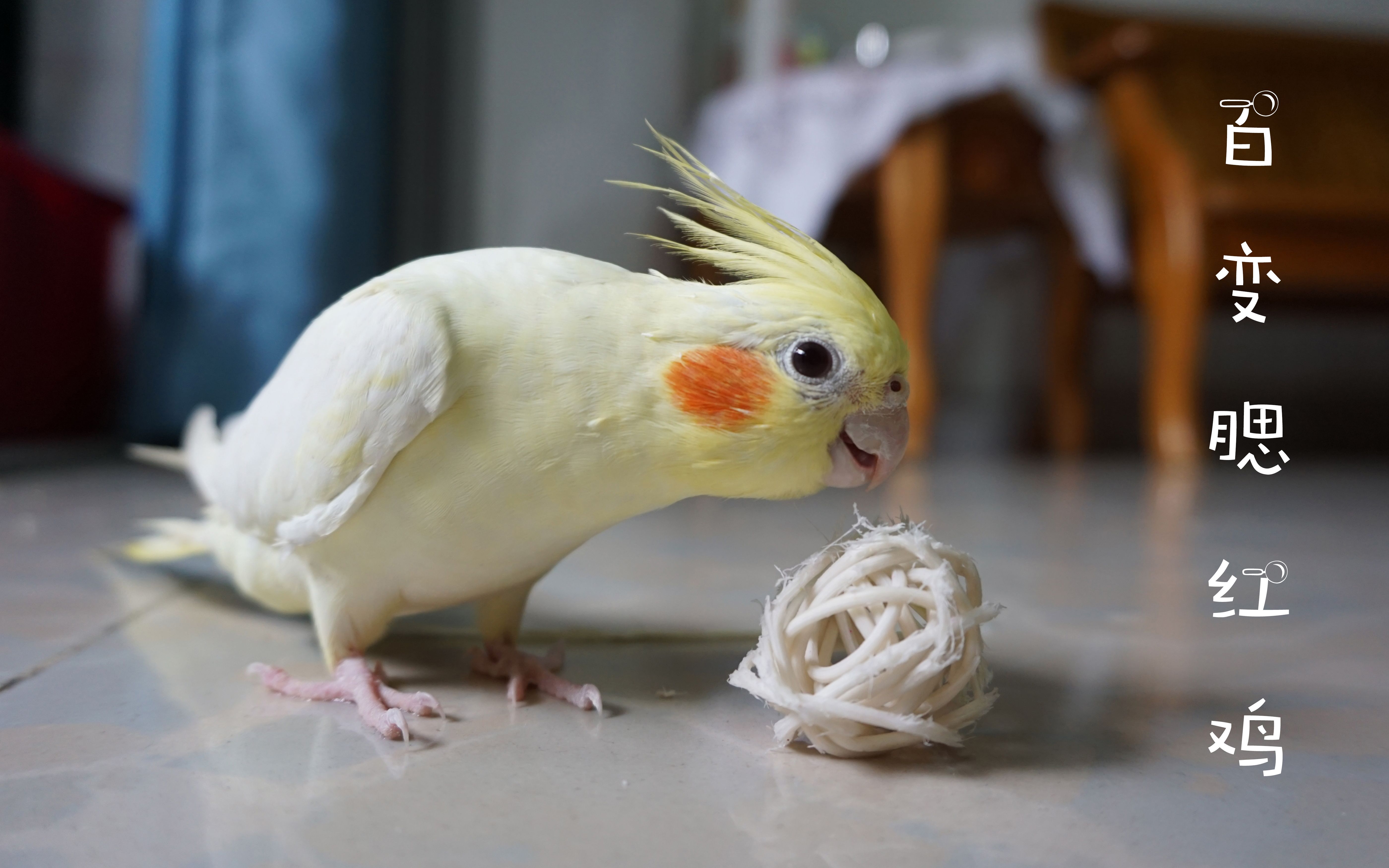 玄凤鹦鹉丨其实,我是一只百变腮红鸡!